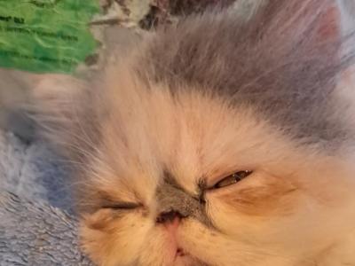 ABIGAIL - Persian - Gallery Photo #1