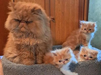 Joey - Persian - Gallery Photo #1