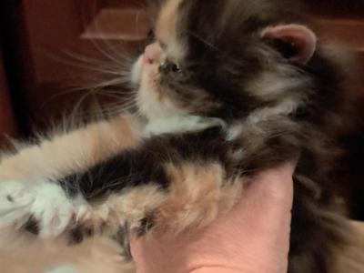 Minie - Persian - Gallery Photo #1
