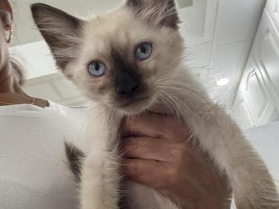 Beauty And Tomy - Siamese - Gallery Photo #1