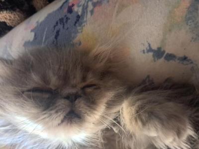 Casper - Persian - Gallery Photo #1