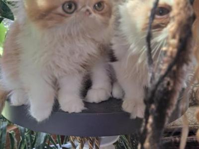 Bugzys - Persian - Gallery Photo #1