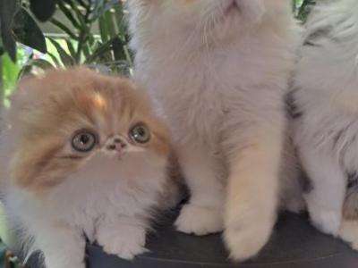 Bugzys - Persian - Gallery Photo #1