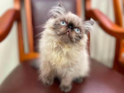 BurtonsPersians Com - Persian - Gallery Photo #1