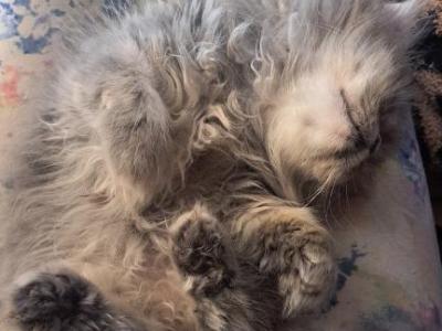 Casper - Persian - Gallery Photo #1