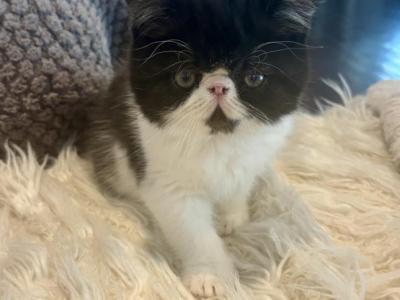 Milo - Persian - Gallery Photo #1