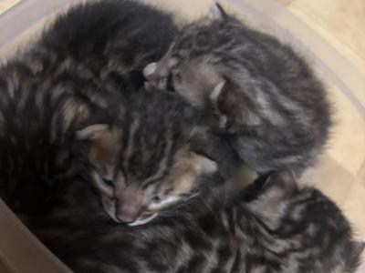 3 Females - Bengal - Gallery Photo #1