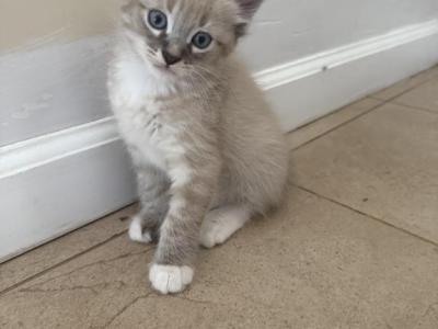 Moon - American Bobtail - Gallery Photo #1