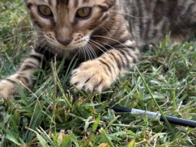 Male And Female - Bengal - Gallery Photo #1