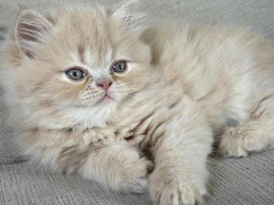 Biscotti - Persian - Gallery Photo #1