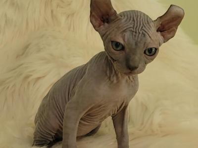 Mouse - Sphynx - Gallery Photo #1