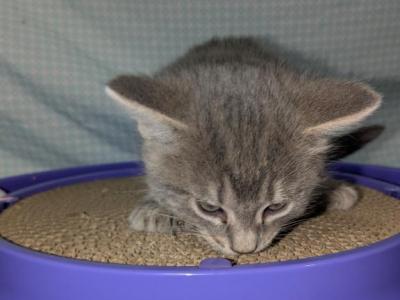 Pudggy - Domestic - Gallery Photo #1