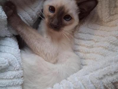 Stella - Siamese - Gallery Photo #1