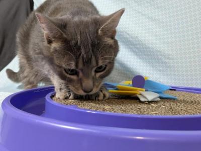 Missy - Domestic - Gallery Photo #1