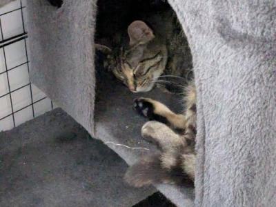 Willow - Domestic - Gallery Photo #1