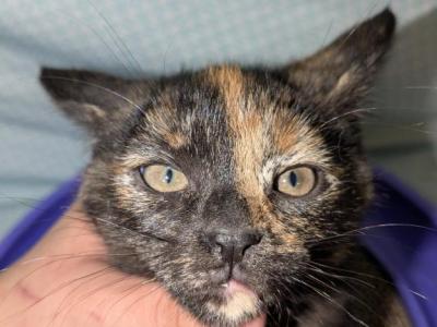 Patches - Domestic - Gallery Photo #1