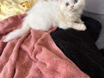 Snowie - Ragdoll - Gallery Photo #1