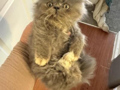 Snowball - Persian - Gallery Photo #1