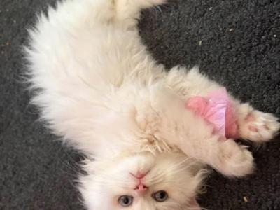 Angel - Himalayan - Gallery Photo #1