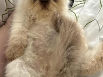 Scottie - Persian - Gallery Photo #1