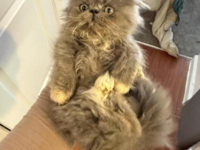 Bluey - Persian - Gallery Photo #1