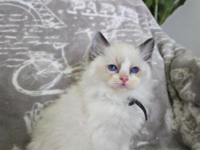 Afroditedolls Curry - Ragdoll - Gallery Photo #1