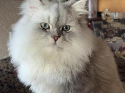 Fitzwilliam - Persian - Gallery Photo #1