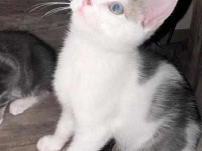 Kittys - Domestic - Gallery Photo #1