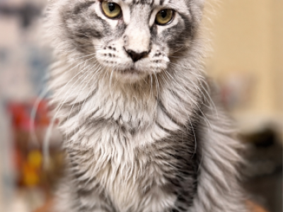 Maine Coon Black Silver Tabby - Maine Coon - Gallery Photo #1