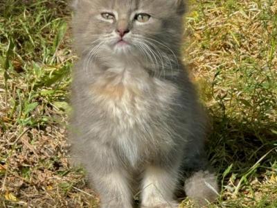 Gray Kitten - Domestic - Gallery Photo #1