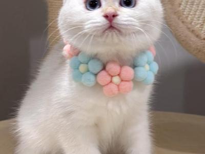 Dede - British Shorthair - Gallery Photo #1