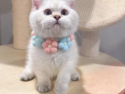 JJ - Munchkin - Gallery Photo #1