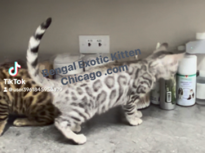 Bengal Kitten  Male - Bengal - Gallery Photo #1