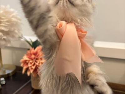 Dollface Petite Persian Kittens - Persian - Gallery Photo #1