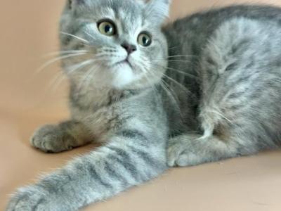 Moonlight - British Shorthair - Gallery Photo #1