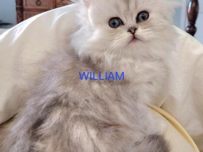 Purebred Silver Chinchilla Persian Kittens - Persian - Gallery Photo #1