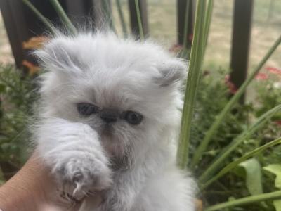 Himalayan Persian Kittens - Persian - Gallery Photo #1