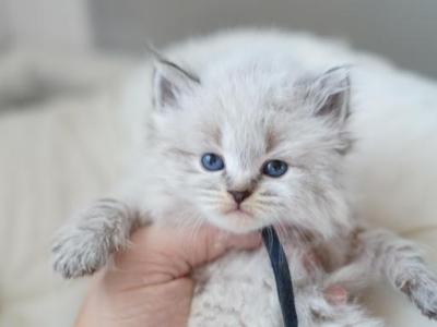 George - Siberian - Gallery Photo #1