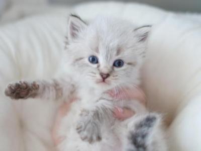 Griff - Siberian - Gallery Photo #1