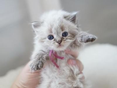 Greta - Siberian - Gallery Photo #1