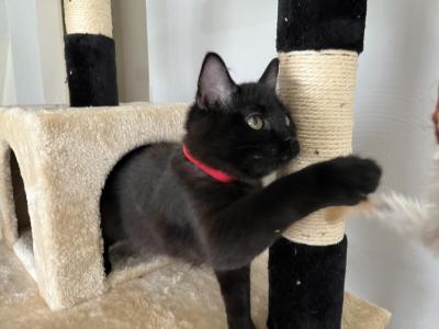 GODIVA RAGDOLL KITTEN - Ragdoll - Gallery Photo #1