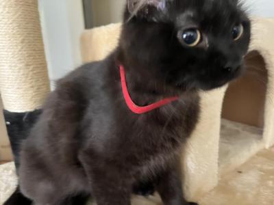 GODIVA RAGDOLL KITTEN - Ragdoll - Gallery Photo #1