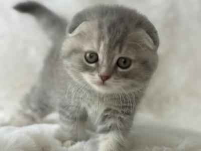 Tabby Gray Scottish Fold Female - Scottish Fold - Gallery Photo #1