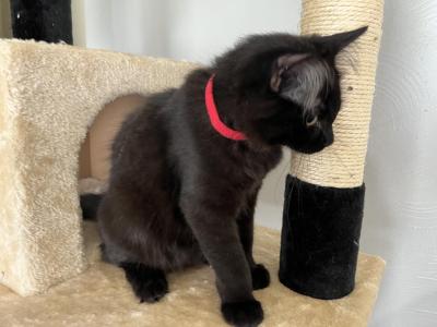 KAHLUA RAGDOLL KITTEN - Ragdoll - Gallery Photo #1