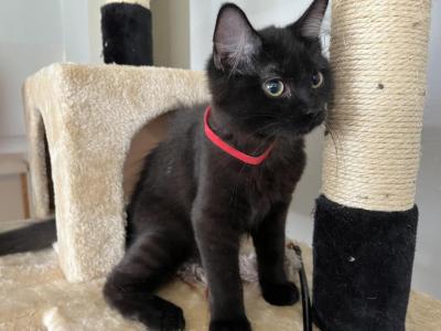 KAHLUA RAGDOLL KITTEN - Ragdoll - Gallery Photo #1