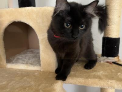 KAHLUA RAGDOLL KITTEN - Ragdoll - Gallery Photo #1