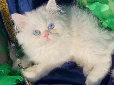 Beautiful White Blue Eyes Dollface Persian Male - Persian - Gallery Photo #1