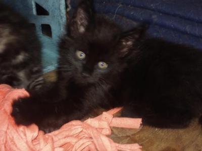 Maine Coon Polydactyl Kittens - Maine Coon - Gallery Photo #1