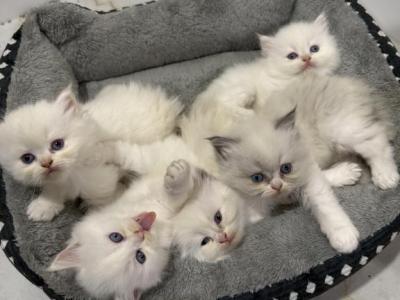 Ragdoll Kittens - Ragdoll - Gallery Photo #1