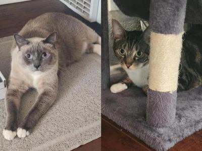 Wasabi And Chaos - Domestic - Gallery Photo #1